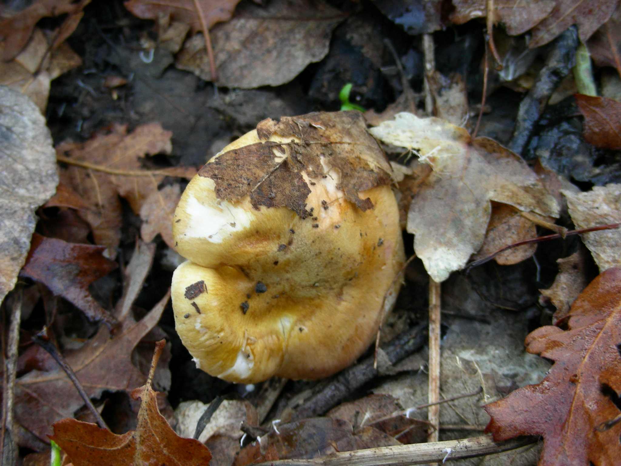 1889 Gennaio vecchio ritrovamento